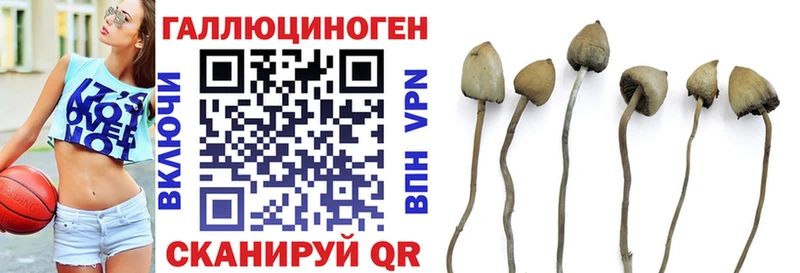 как найти закладки Ржев Галлюциногенные грибы прущие грибы